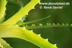 Aloe (Aloe soccotrina L)