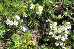 Augentrost (Euphrasia) Augentrost (Euphrasia)