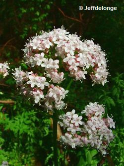 Baldrian (Valeriana) Baldrian (Valeriana)
