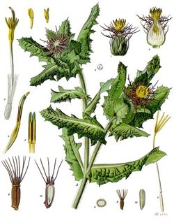 Benedictenkraut (Cnicus benedictus) Benedictenkraut (Cnicus benedictus)