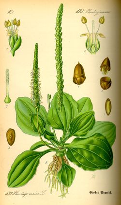 Breit Wegerich (Plantago major) Breit Wegerich (Plantago major)