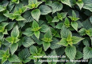 Brennessel (Urtica urens) Brennessel (Urtica urens)