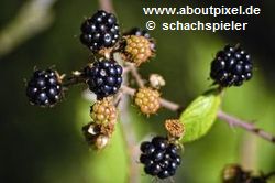 Brombeeren (Rubus fructicosus) Brombeeren (Rubus fructicosus)