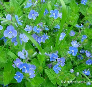 Ehrenpreis (Veronica) Ehrenpreis (Veronica)