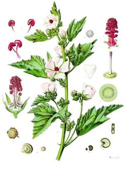 Eibisch (Althaea) Eibisch (Althaea)