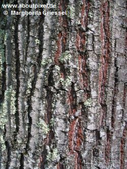 Eiche (Quercus) Eiche (Quercus)