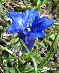 Enzian (Gentiana germanica) Enzian (Gentiana germanica)