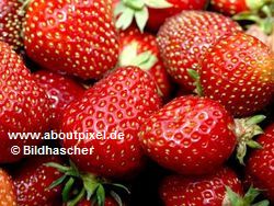 Erdbeere (Fragaria-vesca) Erdbeere (Fragaria-vesca)