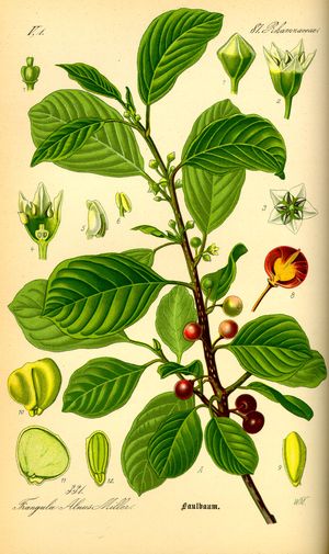 Faulbaum (Frangula) Faulbaum (Frangula)