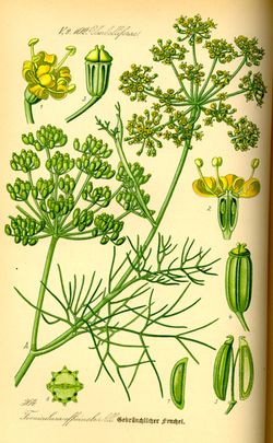 Fenchel (Foenikuli) Fenchel (Foenikuli)