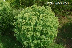 Fetthenne (Sedum telph.) Fetthenne (Sedum telph.)