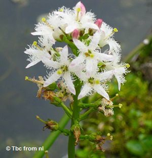 Fieberklee (Memanthes trifoliata) Fieberklee (Memanthes trifoliata)