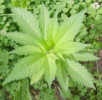 Hanf (Cannabis satira) Hanf (Cannabis satira)