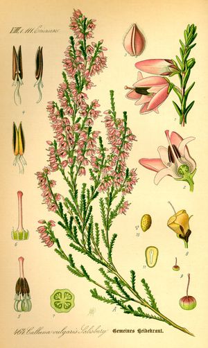 Heide (Calluna vulgaris) Heide (Calluna vulgaris)