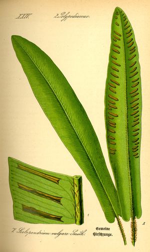 Hirschzunge (Scolopendrium) Hirschzunge (Scolopendrium)