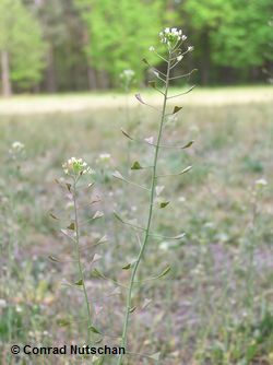 Hirtentäschel (Capsella bursa pastoris) Hirtentäschel (Capsella bursa pastoris)