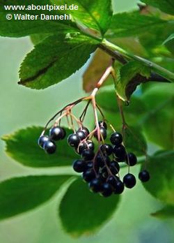 Hollunder (Sambucus) Hollunder (Sambucus)