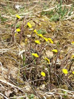 Huflattich (Tussilago-farfare) Huflattich (Tussilago-farfare)