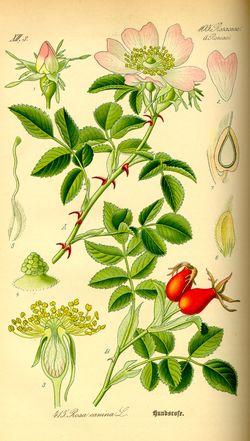 Hundsrose (Rosa Canina) Hundsrose (Rosa Canina)