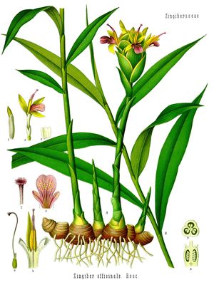 Ingwer (Zingiber) Ingwer (Zingiber)