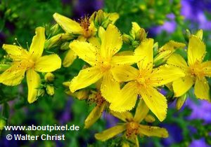 Johanniskraut (Hypericum pertoratum) Johanniskraut (Hypericum pertoratum)