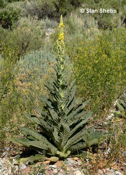 Königskerze (Verboseum thapsiforme) Königskerze (Verboseum thapsiforme)