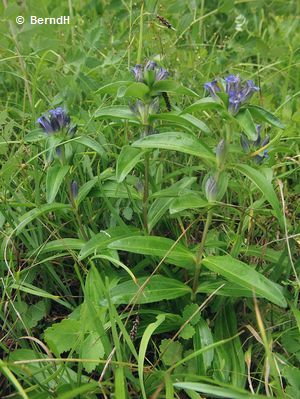 Kreuz-Enzian (Enciana cruciata) Kreuz-Enzian (Enciana cruciata)