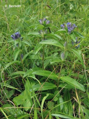 Kreuz-Enzian (Enciana cruciata)