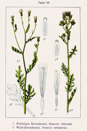 Kreuzkraut (Senecio) Kreuzkraut (Senecio)