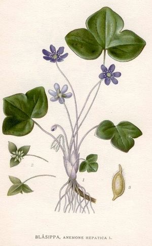 Leberkraut (Anemona Hepatioa) Leberkraut (Anemona Hepatioa)