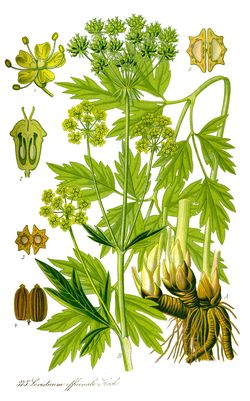 Liebstöckel (Leoisticum) Liebstöckel (Leoisticum)