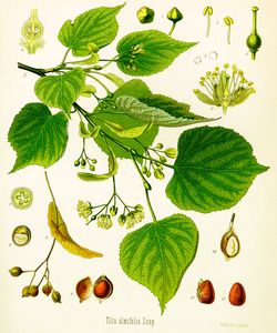 Linde (Tilia ulmifolia) Linde (Tilia ulmifolia)