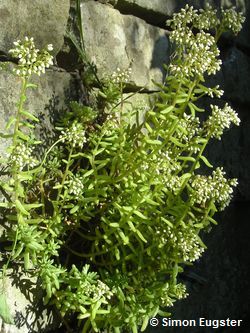 Mauerpfeffer (Sedum) Mauerpfeffer (Sedum)