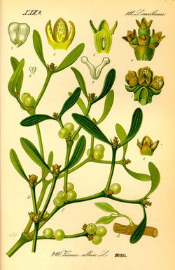 Mistel (Viscum album) Mistel (Viscum album)