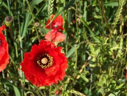 Mohnblume (Papver) Mohnblume (Papver)