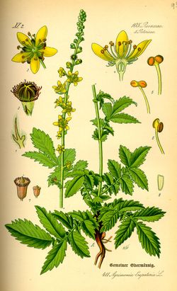 Offermanny (Agrimonia Eupatoria) Offermanny (Agrimonia Eupatoria)