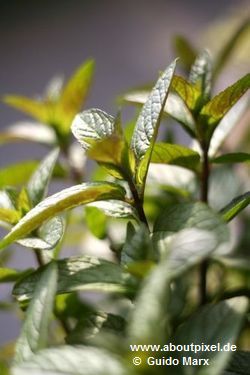 Pfefferminze (Mentha piperita) Pfefferminze (Mentha piperita)