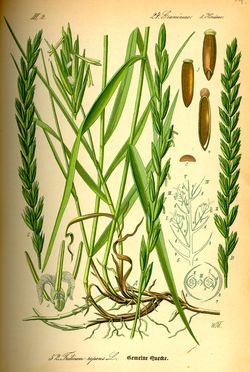 Qecke (Graminis) Qecke (Graminis)