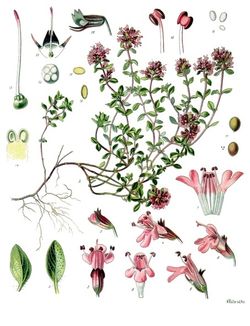Quendel (Thymus-Serpyllum) Quendel (Thymus-Serpyllum)