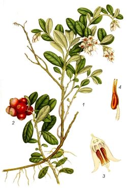Rote Steinbeere Rote Steinbeere