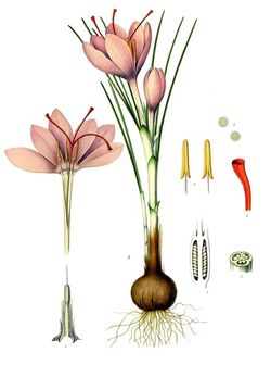Safranblüte (Crocus sativus) Safranblüte (Crocus sativus)