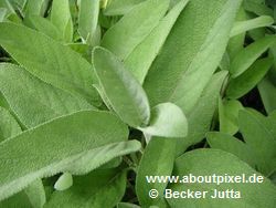 Salbei (Salvia) Salbei (Salvia)