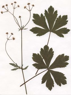 Sanickel (Seniculu Europaer) Sanickel (Seniculu Europaer)