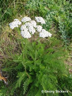 Schafgarbe (Achillea-Millefolium) Schafgarbe (Achillea-Millefolium)