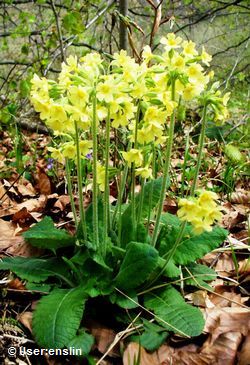 Schlüsselblume (Primula) Schlüsselblume (Primula)