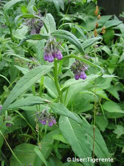 Schwarzwurz (Symphytum officinal) Schwarzwurz (Symphytum officinal)