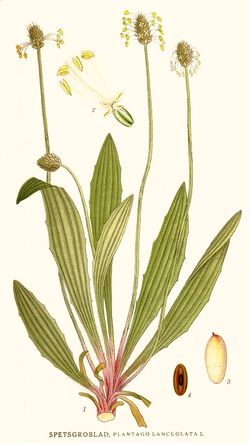 Spitzwegerich (Plantago lanceolata) Spitzwegerich (Plantago lanceolata)