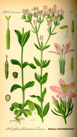 Tausendgüldenkraut (Centaurium) Tausendgüldenkraut (Centaurium)