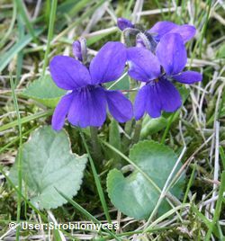 Veilchen (Viola odorata) Veilchen (Viola odorata)