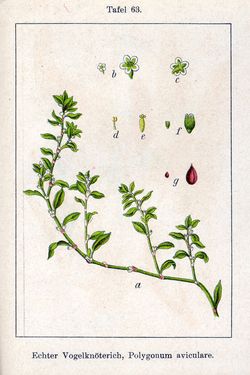 Vogelknöterich (Polyonum avicularis) Vogelknöterich (Polyonum avicularis)